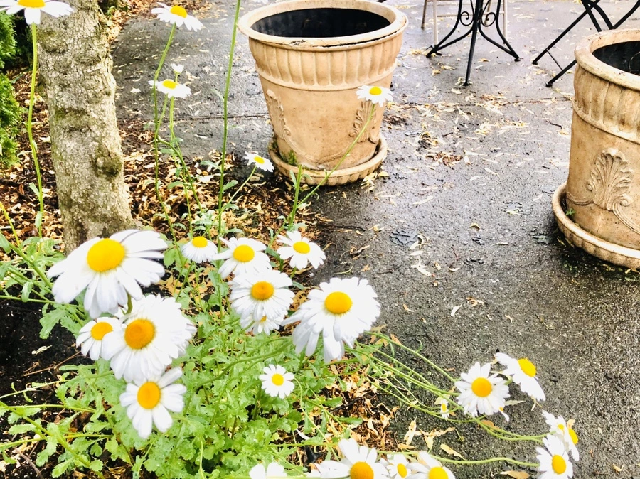 IMG_8119.jpg?type=w966