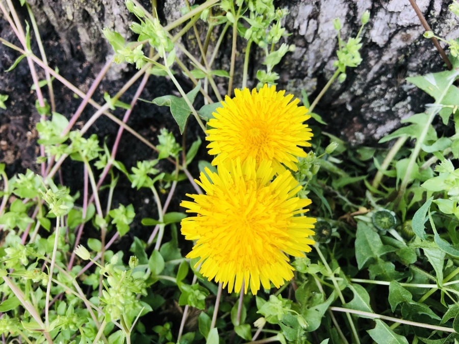 IMG_3095.jpg?type=w966