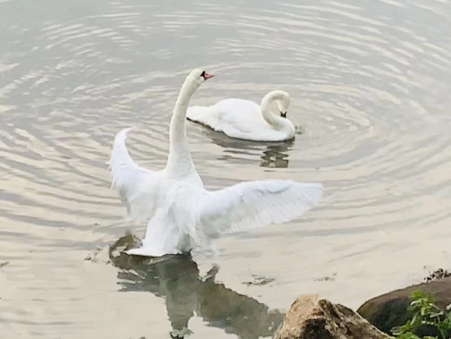 IMG_6377.jpg?type=w966