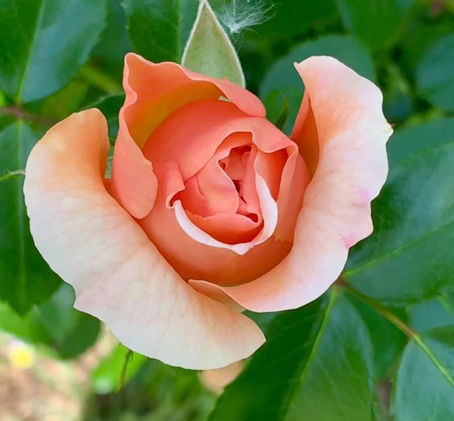 IMG_5868.jpg?type=w966