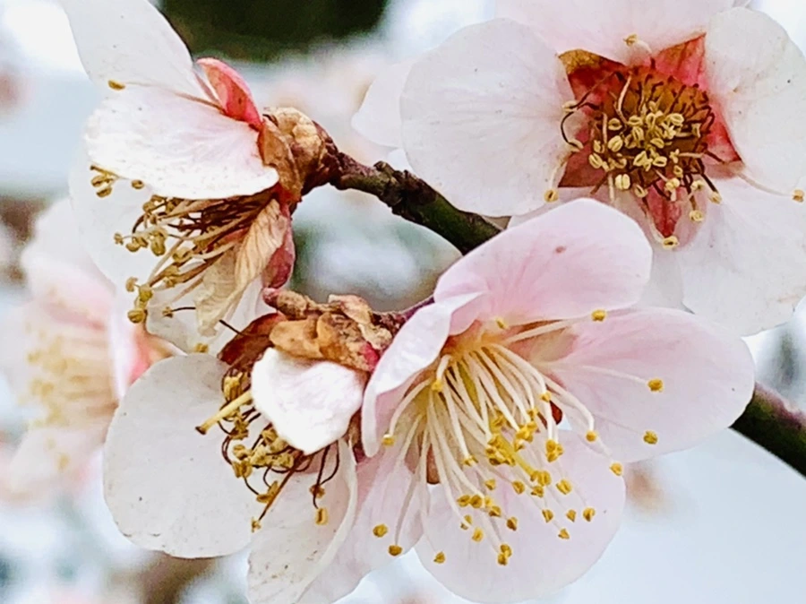 IMG_3629.jpg?type=w966