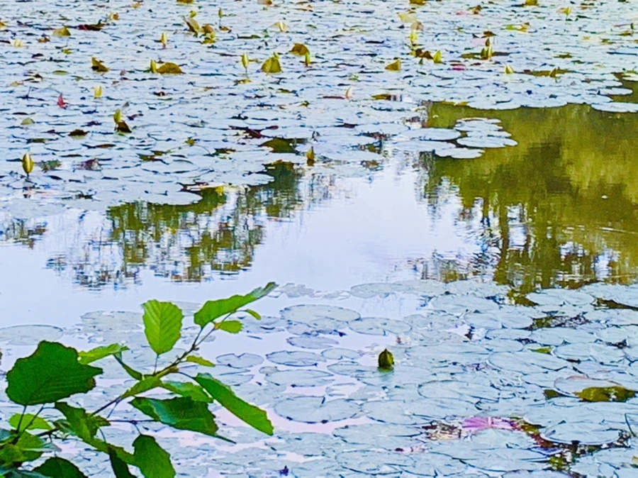 IMG_2974.jpg?type=w966