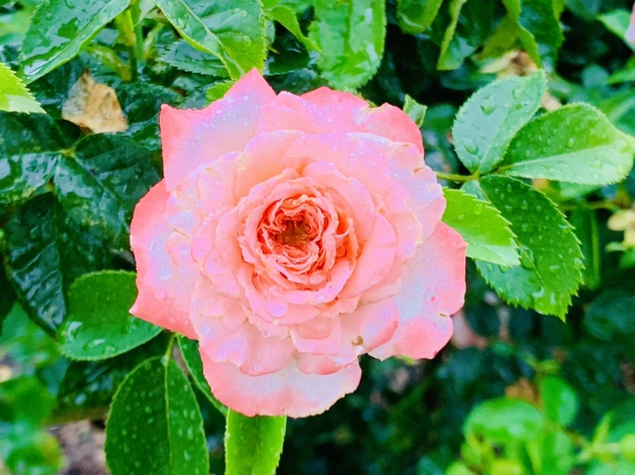 IMG_8796.jpg?type=w966