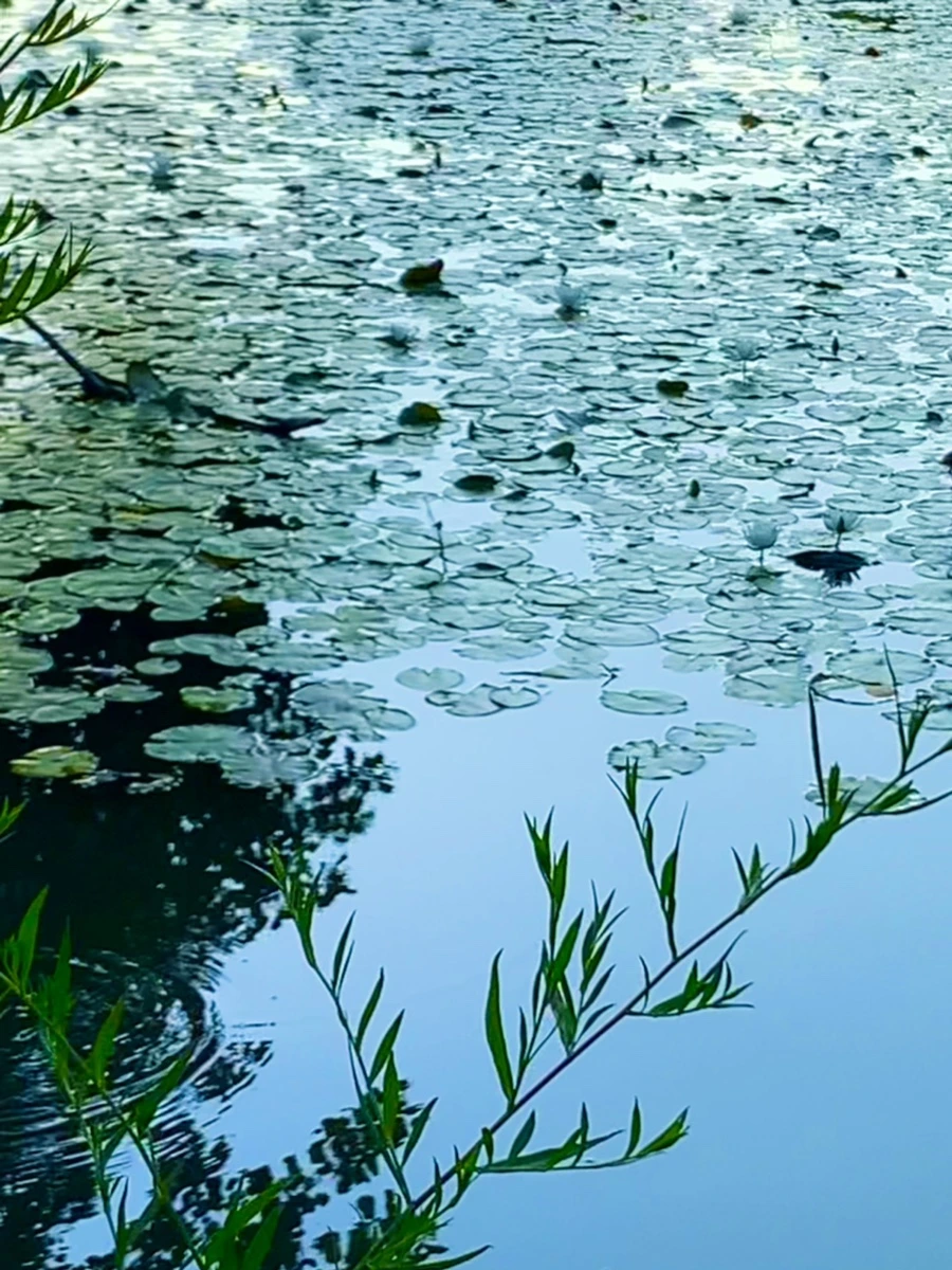 IMG_1080.jpg?type=w966