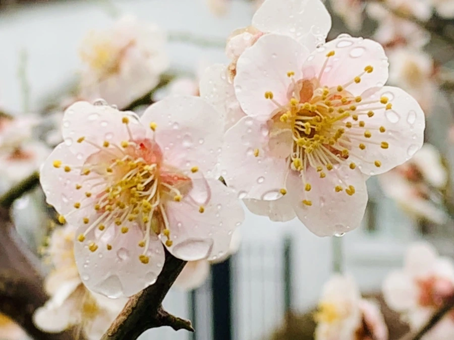 IMG_1904.jpg?type=w966