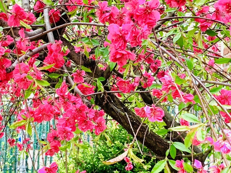 IMG_8094.jpg?type=w966