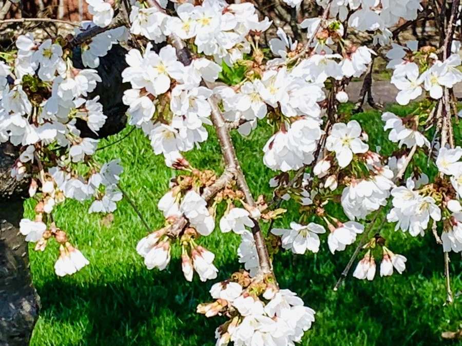 IMG_8234.jpg?type=w966