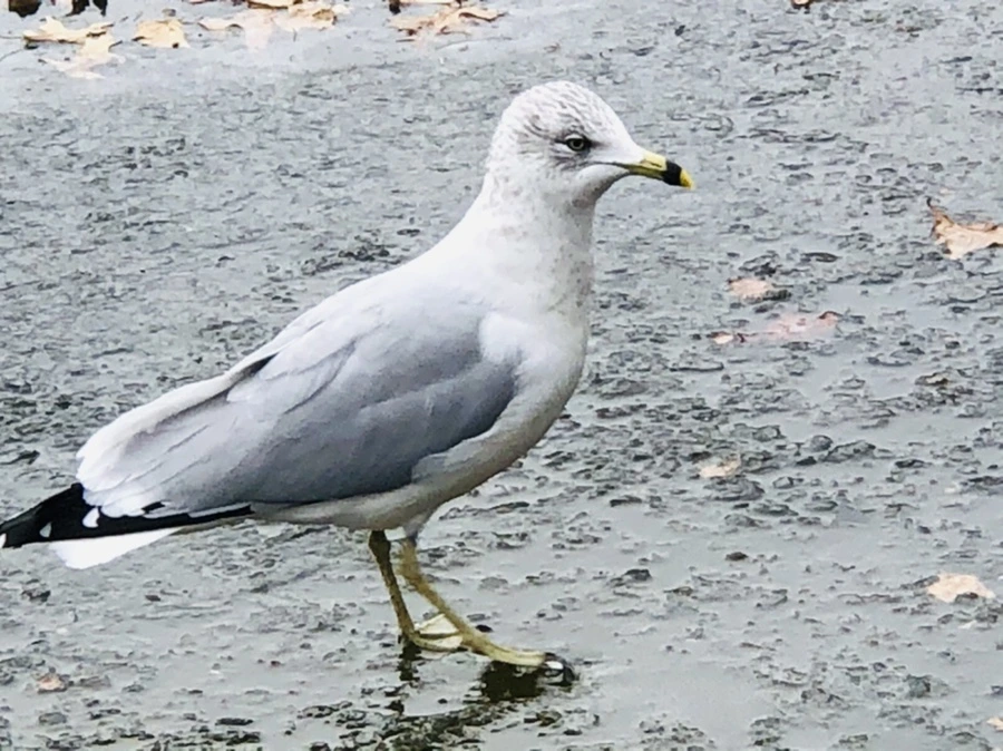 IMG_8611.jpg?type=w966