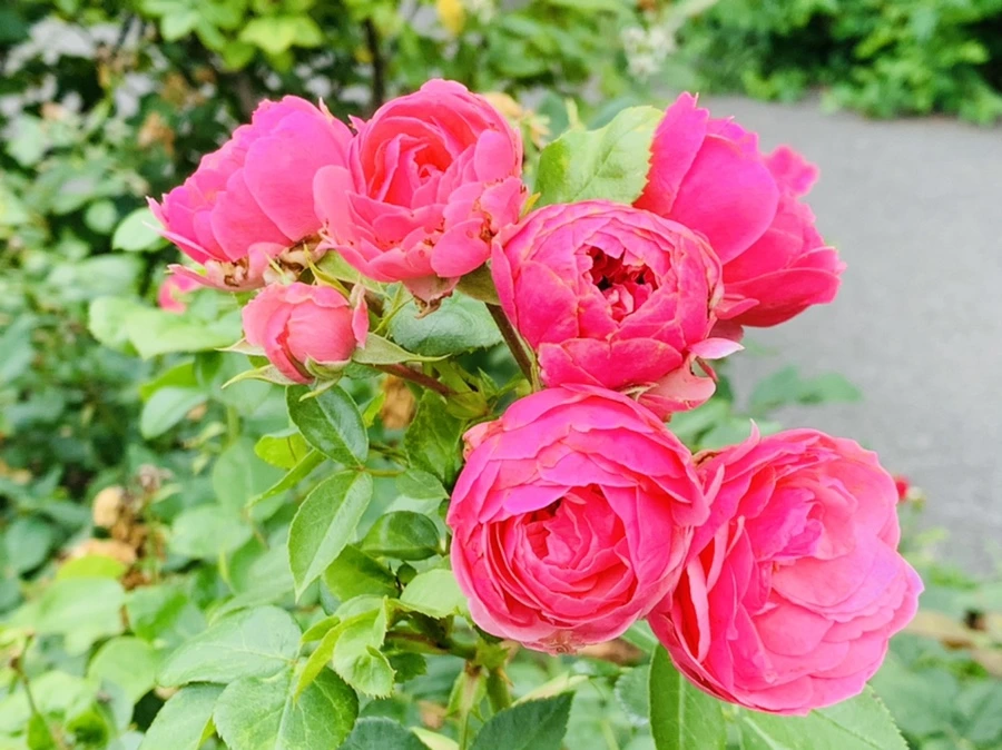 IMG_0436.jpg?type=w966