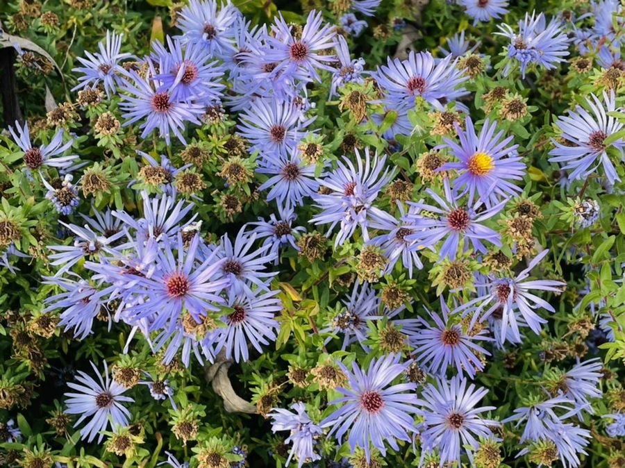 IMG_2414.jpg?type=w966