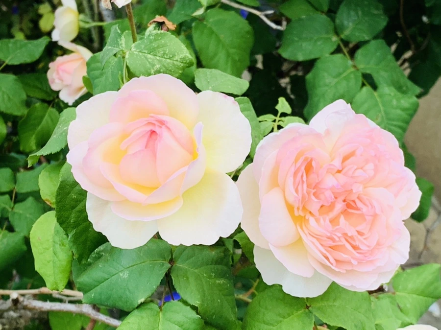 IMG_5500.jpg?type=w966