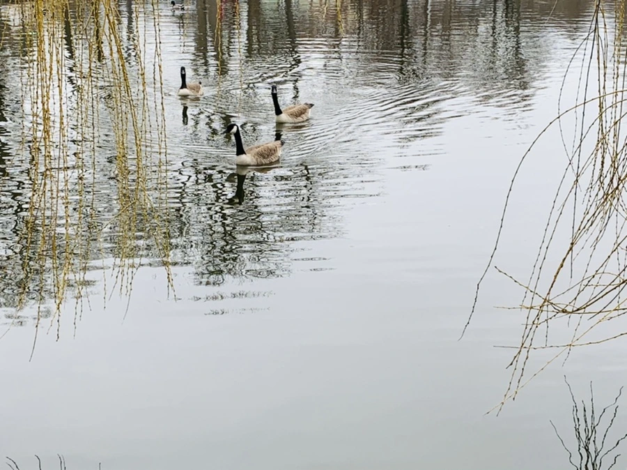 IMG_1554.jpg?type=w966