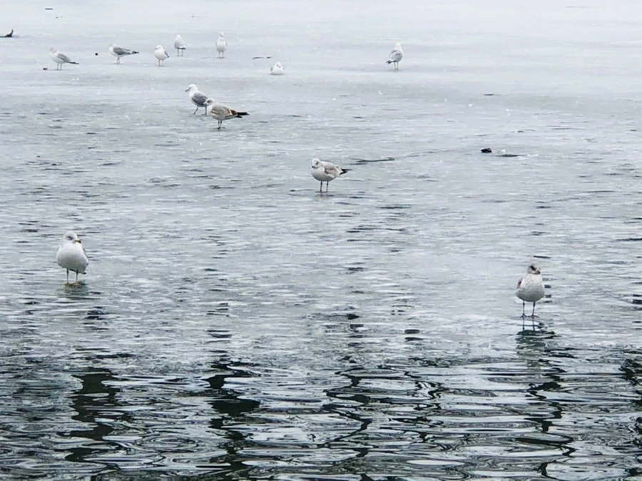 IMG_6062.jpg?type=w966