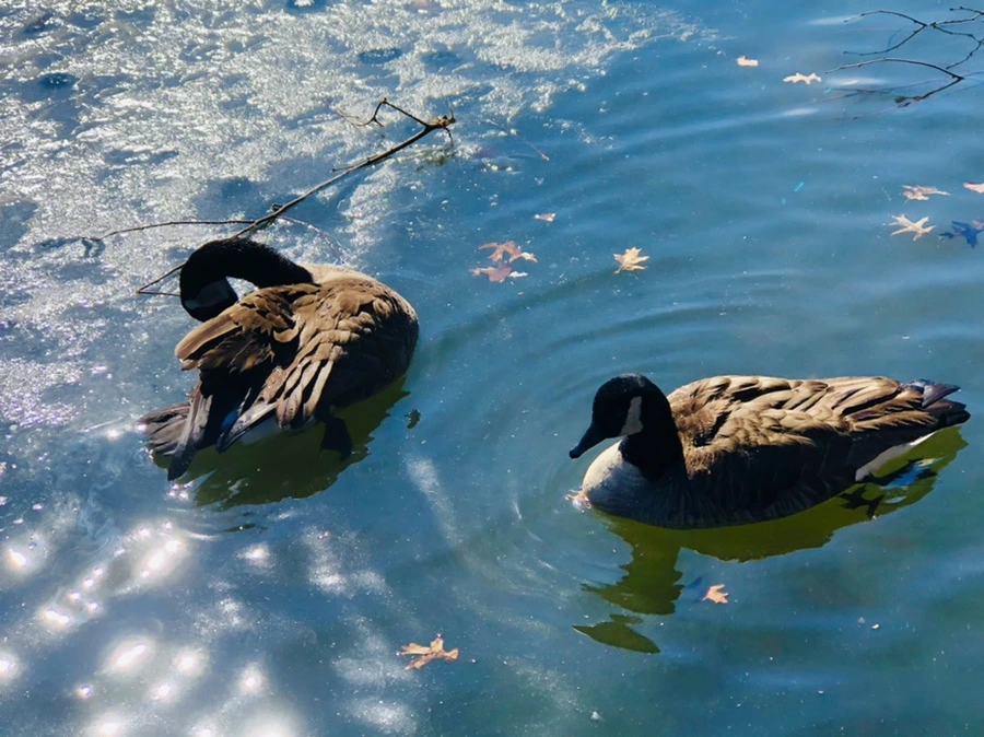 IMG_5133.jpg?type=w966