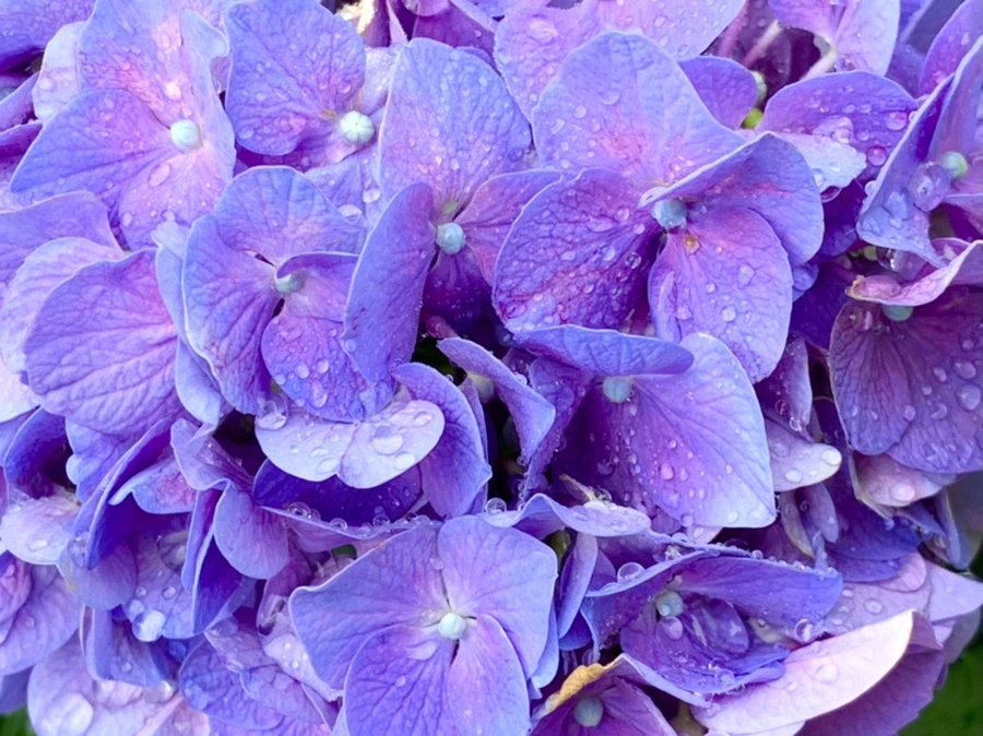 IMG_9093.jpg?type=w966