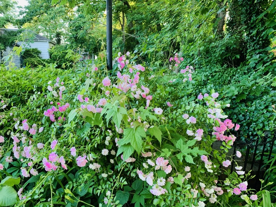 IMG_2984.jpg?type=w966