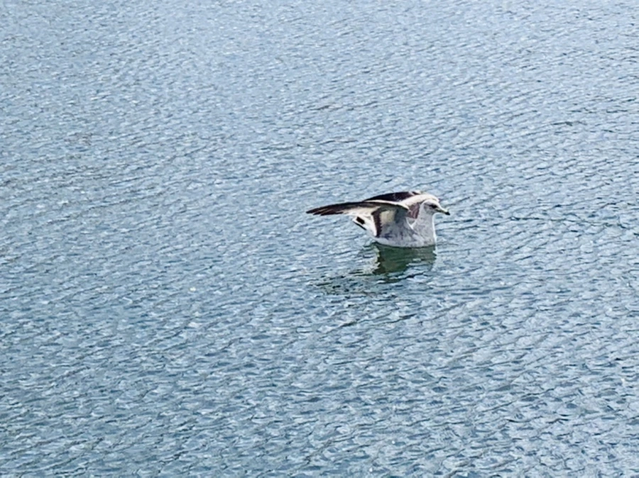 IMG_7275.jpg?type=w966