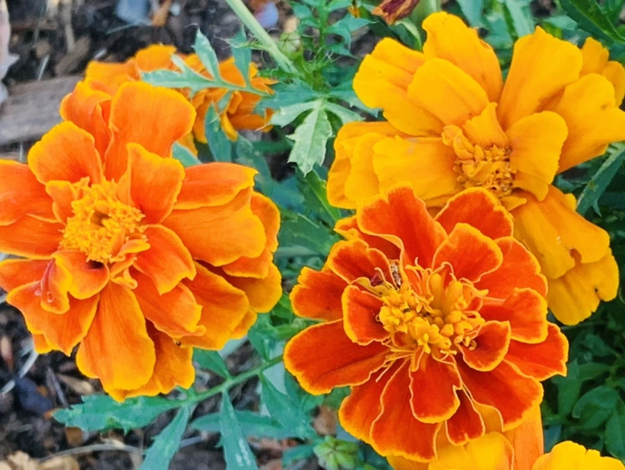 IMG_5277.jpg?type=w966