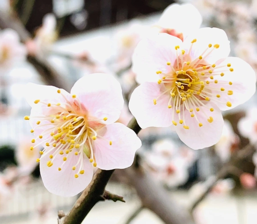 IMG_1705.jpg?type=w966