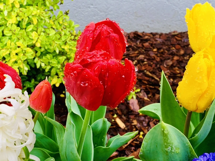 IMG_0692.jpg?type=w966