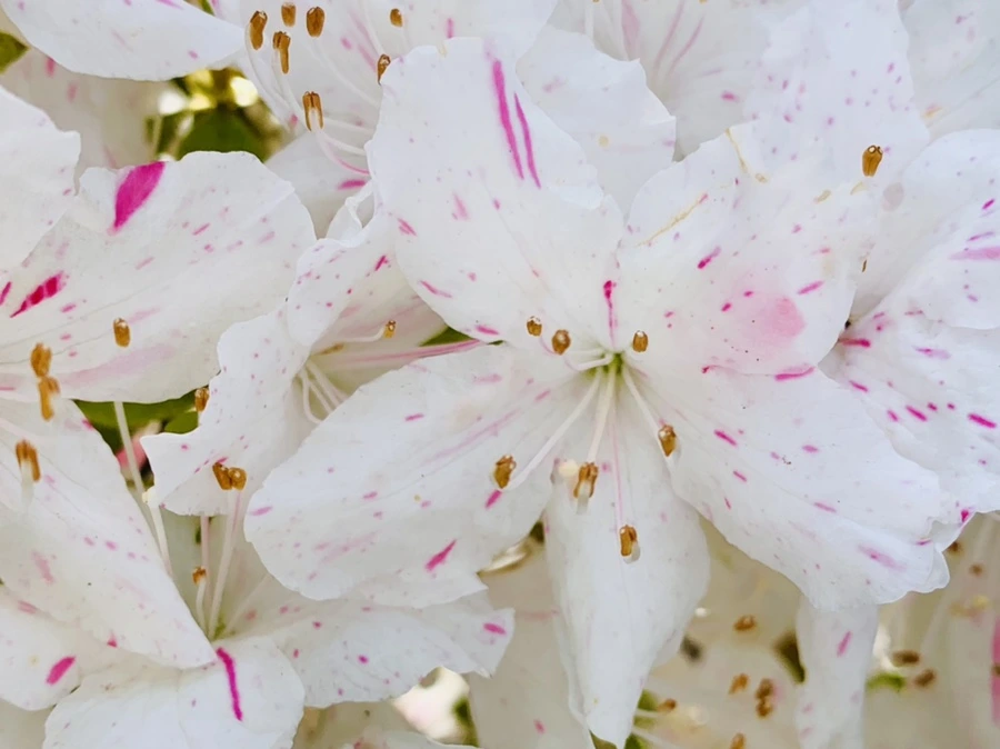 IMG_1069.jpg?type=w966