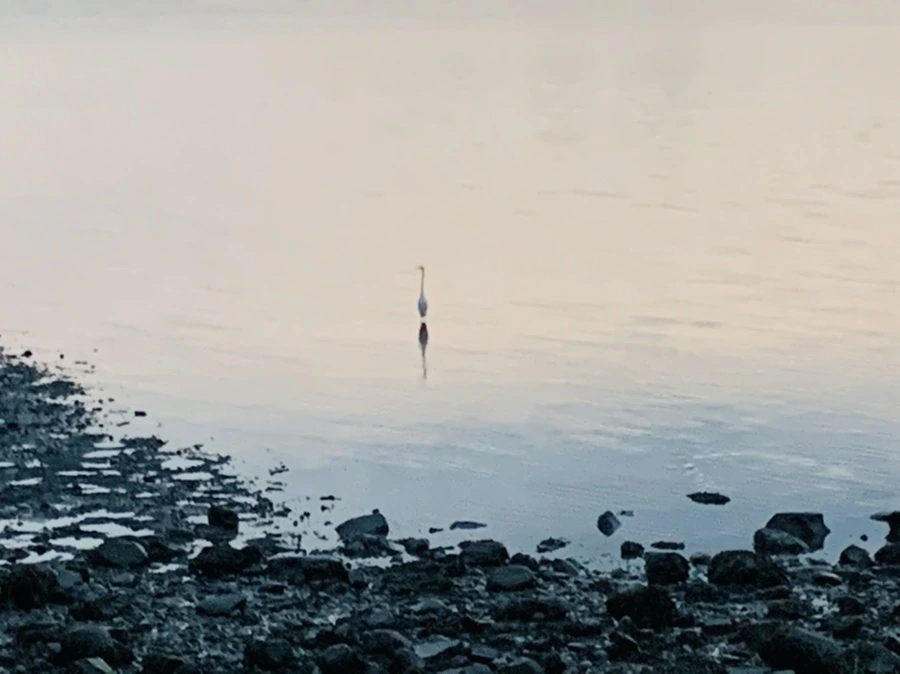 IMG_9539.jpg?type=w966