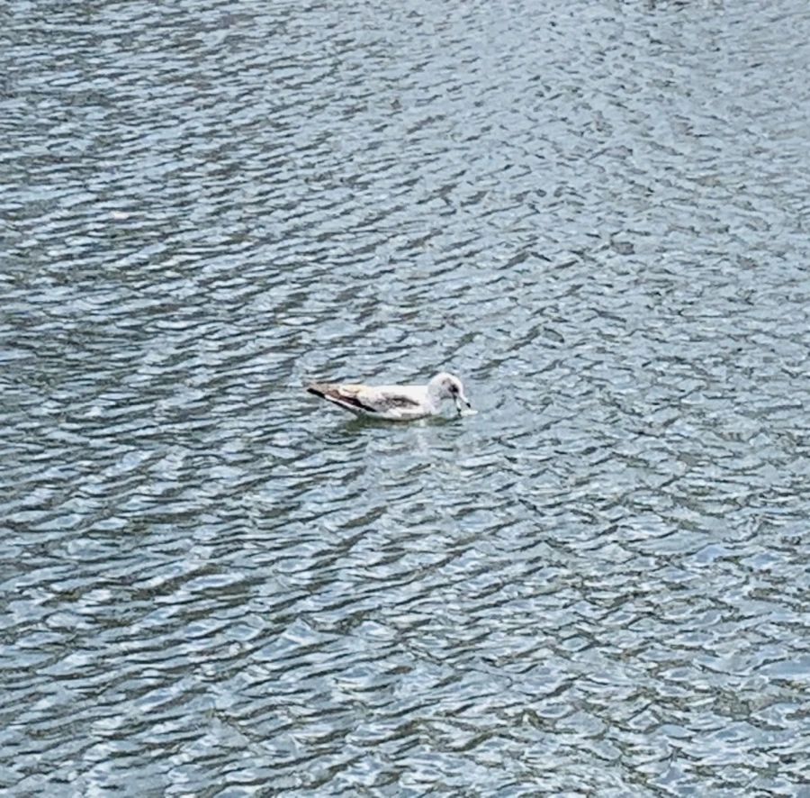 IMG_7321.jpg?type=w966