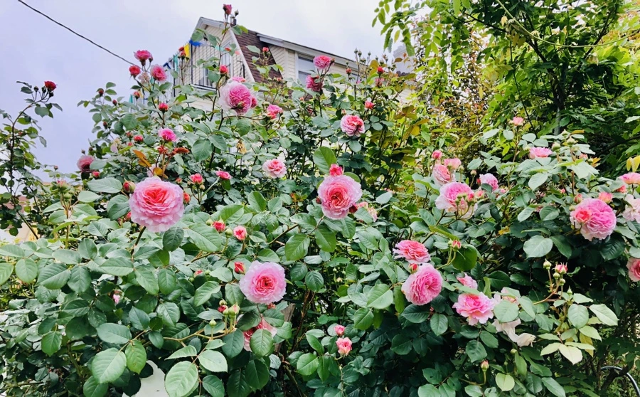 IMG_7596.jpg?type=w966