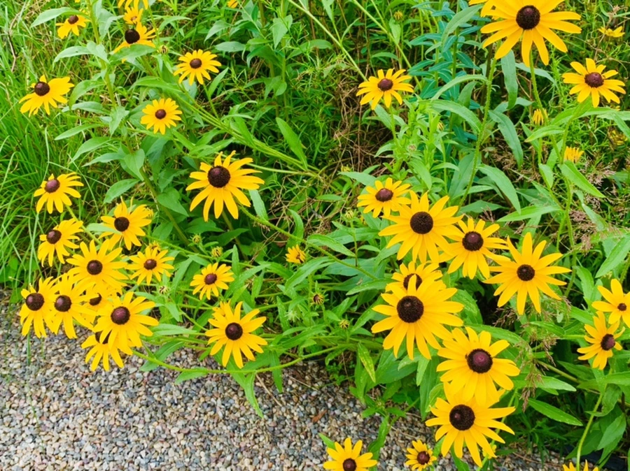 IMG_2661.jpg?type=w966