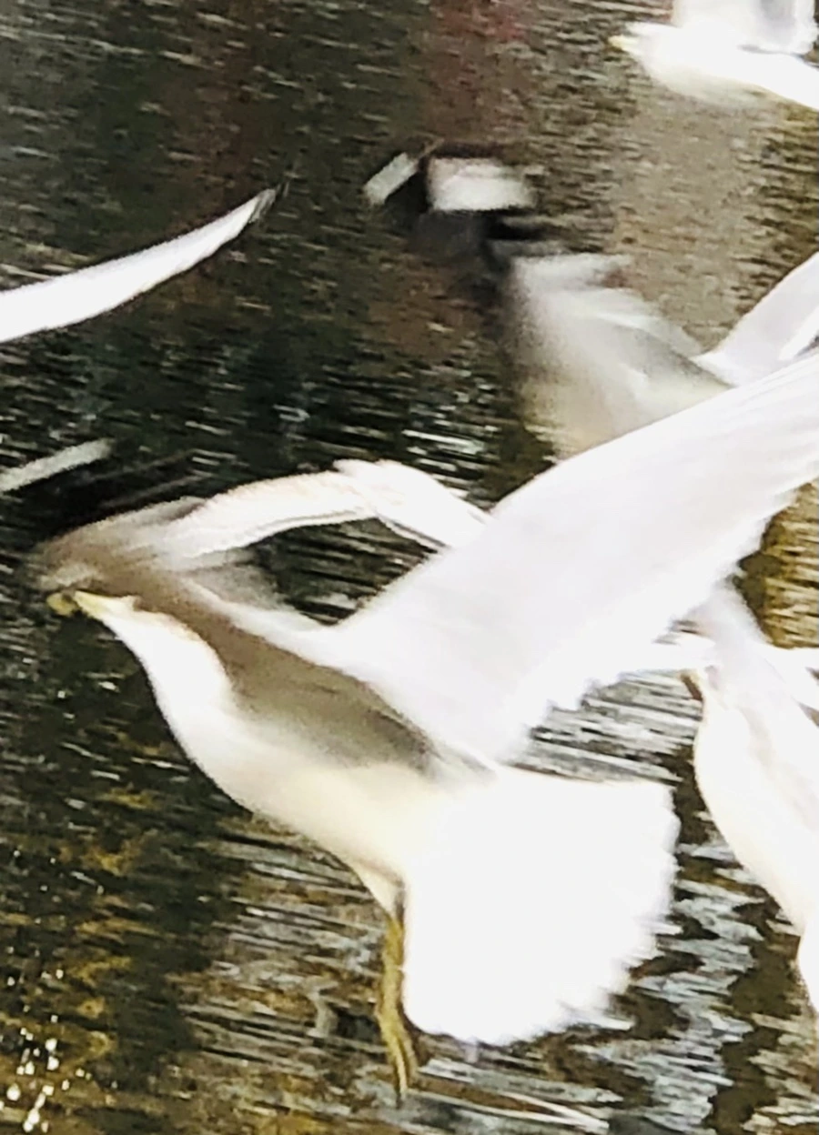 IMG_8637.jpg?type=w966