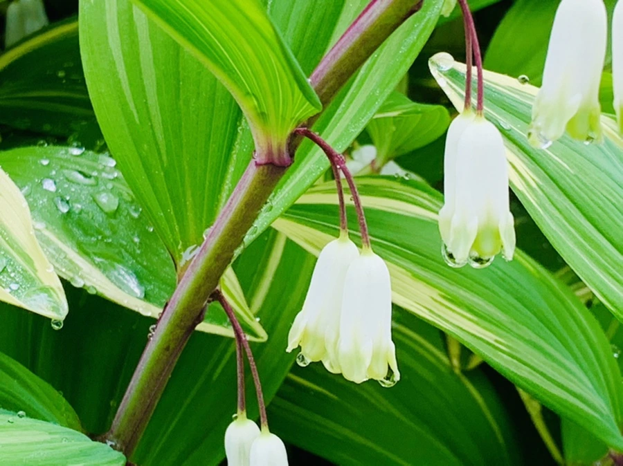 IMG_9502.jpg?type=w966