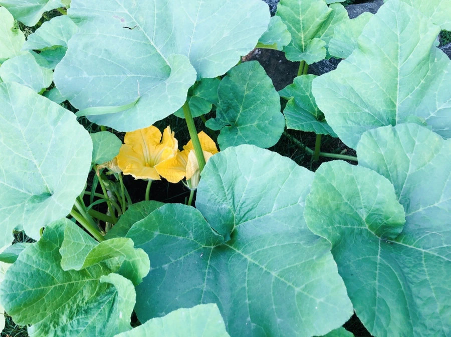 IMG_1103.jpg?type=w966