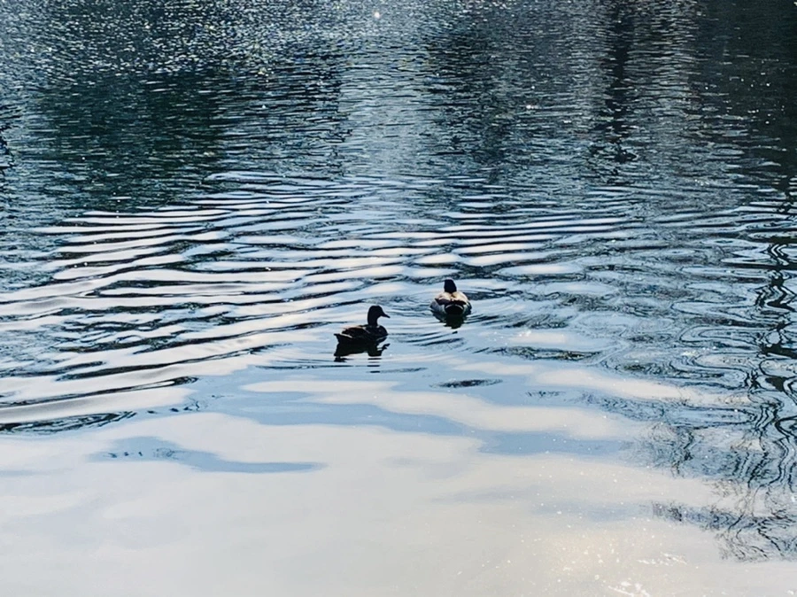 IMG_0346.jpg?type=w966