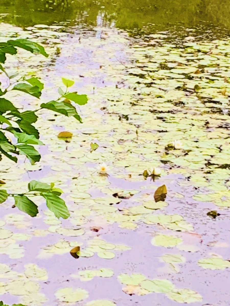 IMG_6205.jpg?type=w966