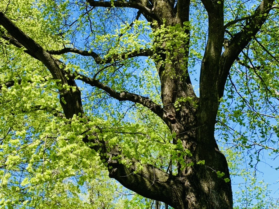 IMG_5778.jpg?type=w966