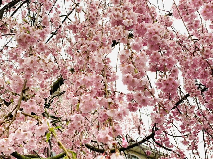 IMG_2308.jpg?type=w966