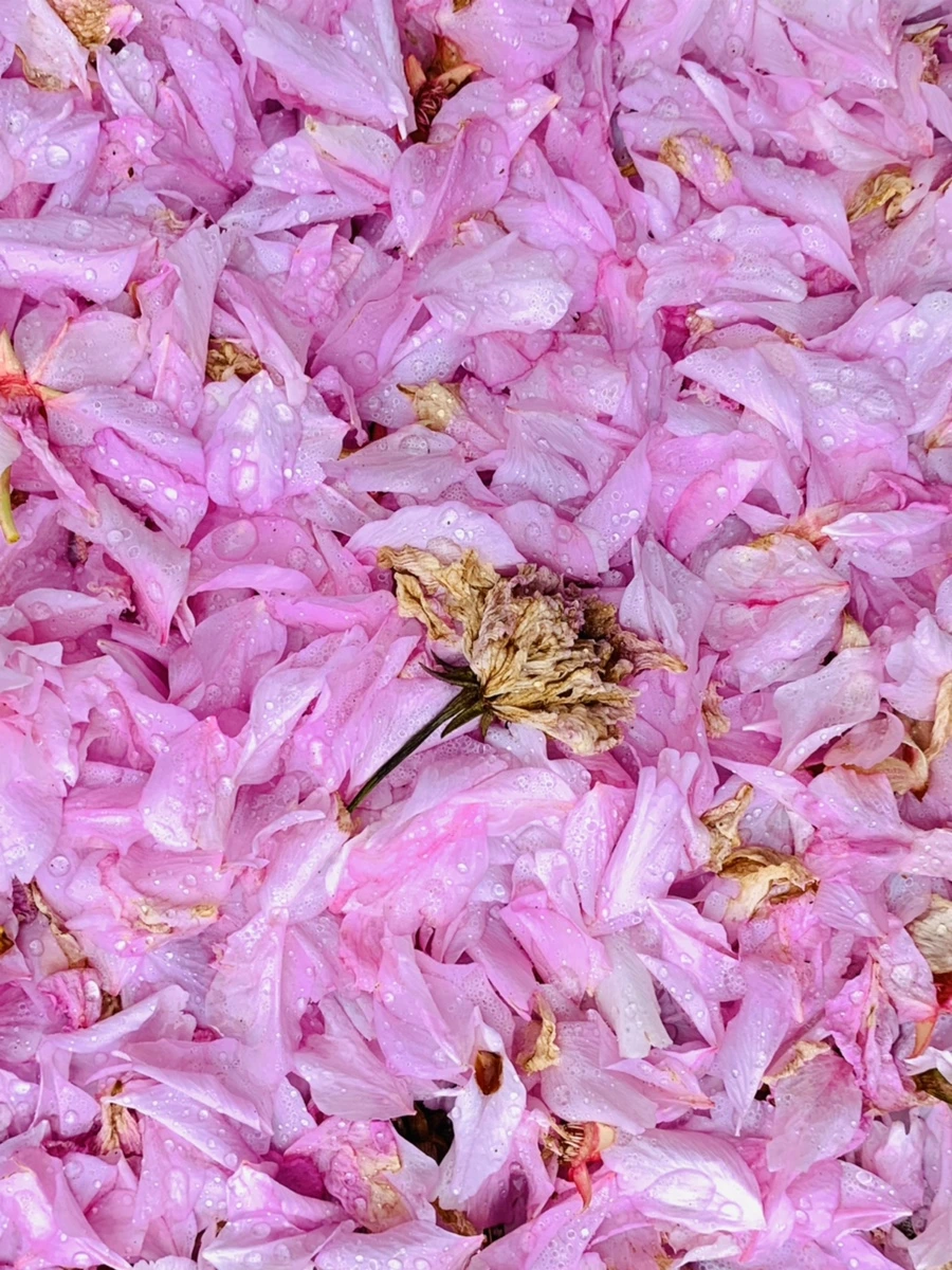 IMG_7269.jpg?type=w966