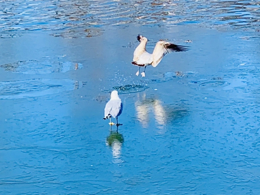 IMG_9058.jpg?type=w966