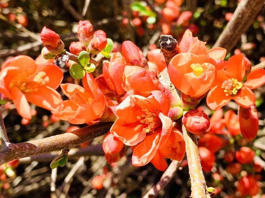 IMG_8302.jpg?type=w966