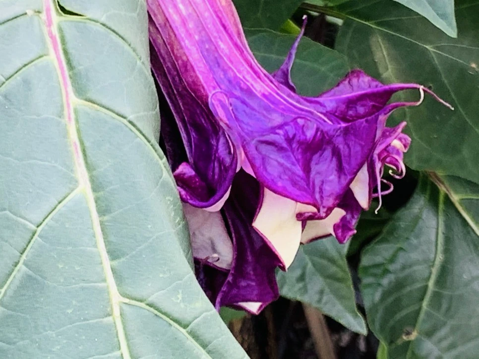 IMG_9379.jpg?type=w966