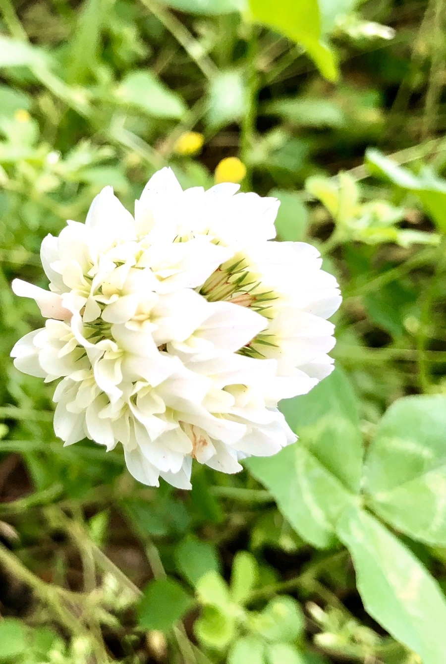 IMG_7944.jpg?type=w966