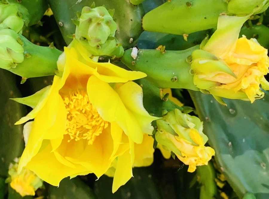 IMG_4359.jpg?type=w966