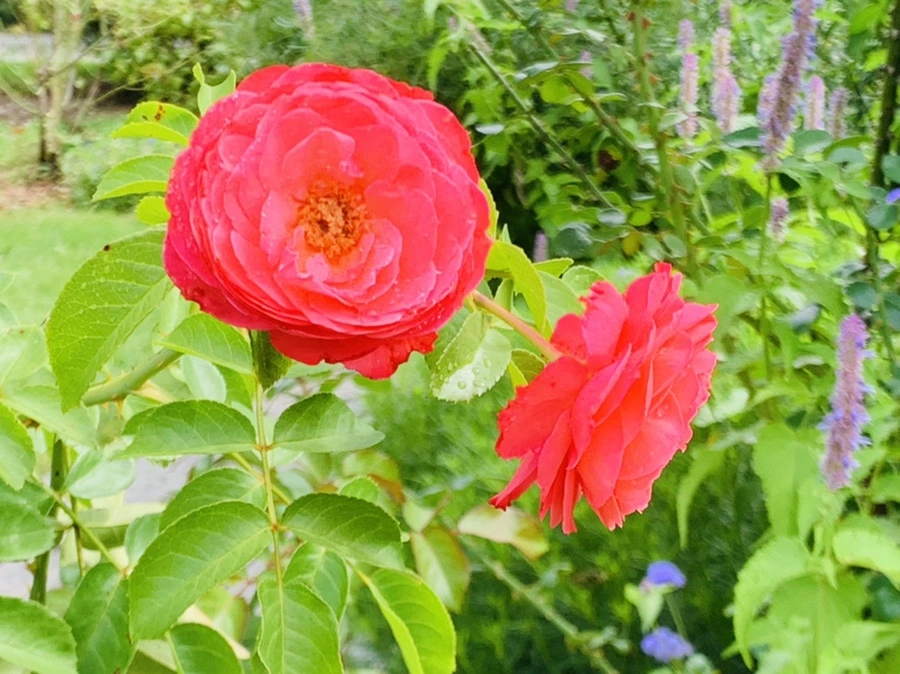 IMG_4946.jpg?type=w966