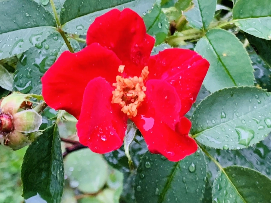 IMG_3726.jpg?type=w966