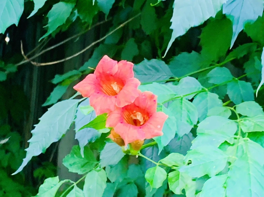 IMG_0899.jpg?type=w966