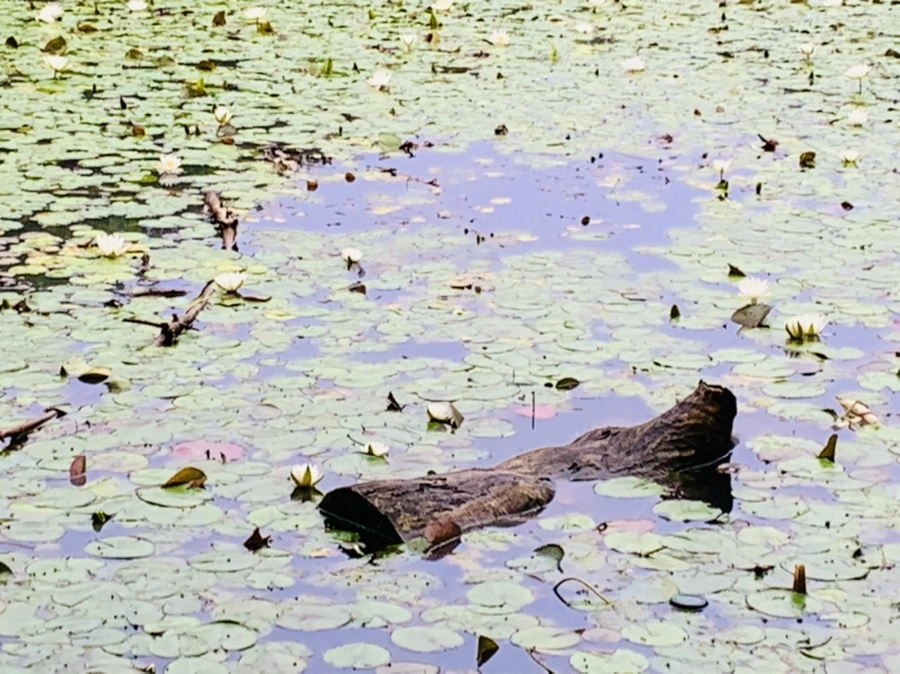 IMG_4678.jpg?type=w966