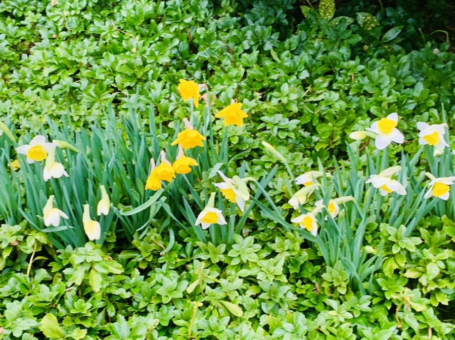 IMG_4971.jpg?type=w966