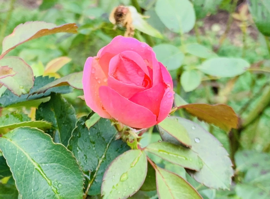 IMG_5001.jpg?type=w966