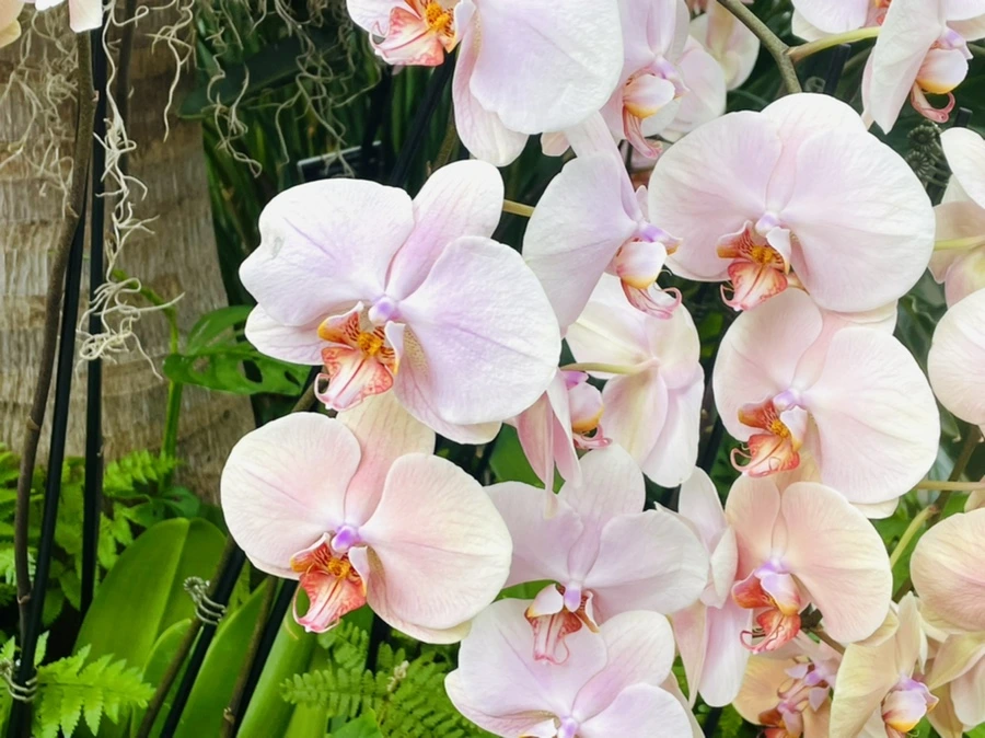 IMG_1315.jpg?type=w966