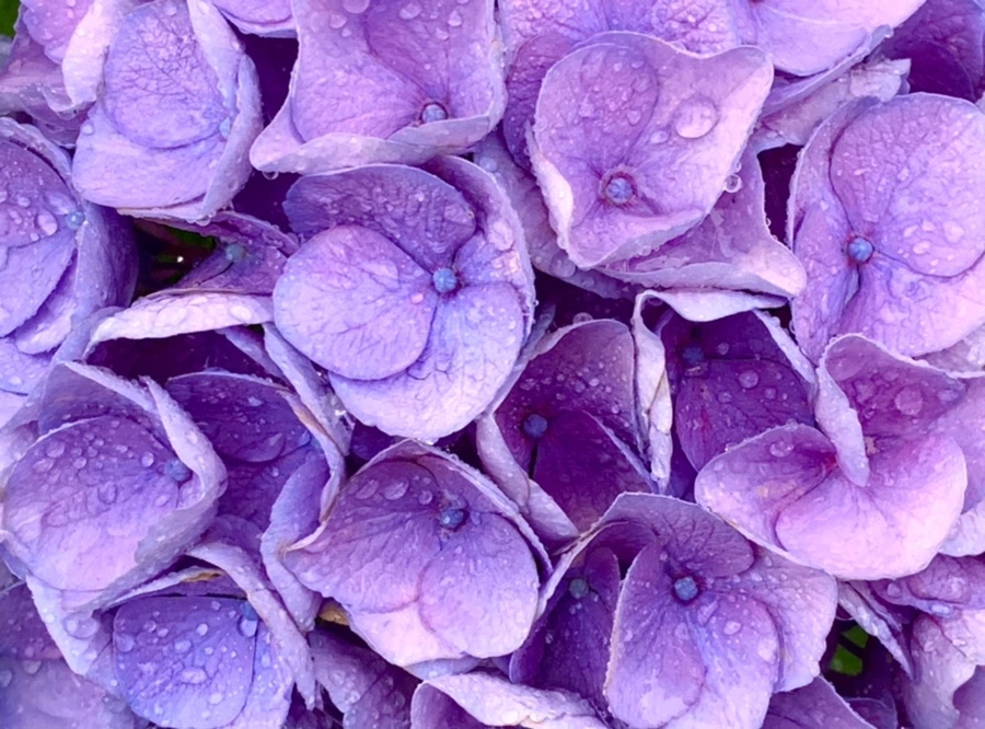 IMG_6186.jpg?type=w966